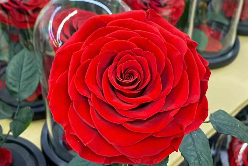 Eternal Roses: What Are They and How Are They Made? - sweetie-roses ...