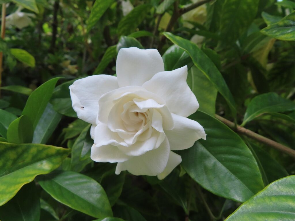 gardenia, white, green, fragrant, nature, gardenia, gardenia, gardenia, gardenia, gardenia