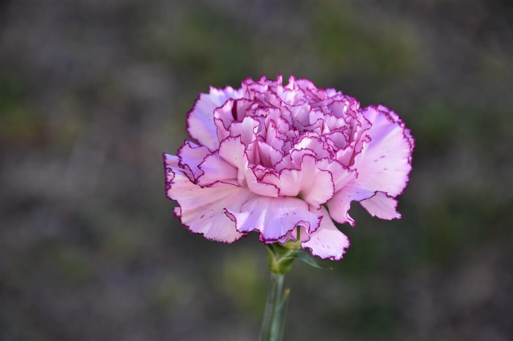 flower, carnation, floral, bloom, flower background, spring, beautiful flowers, colorful, close-up, macro, garden, flower wallpaper, nature, carnation, carnation, carnation, carnation, carnation