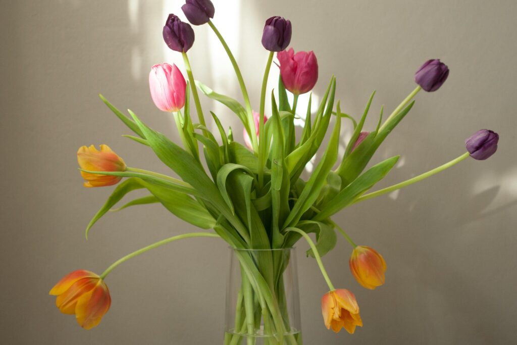 Colorful tulips in a clear vase, showcasing pink, purple, and orange petals indoors.