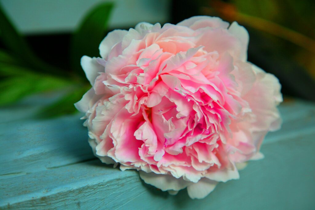 A vibrant close-up of a soft pink peony flower in full bloom, showcasing delicate petals.