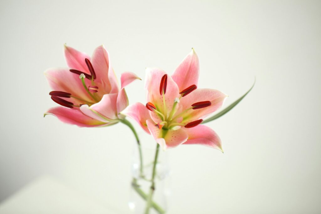 Close-up of pink lilies blooming in a glass vase against a neutral backdrop, embodying elegance and simplicity.