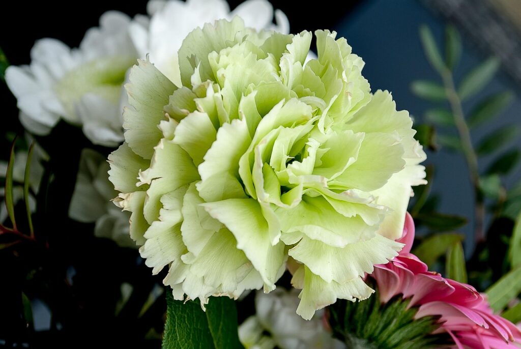 flowers, carnation, nature, flower, flower wallpaper, white flowers, carnation family, carnation, carnation, carnation, beautiful flowers, flower background, carnation, carnation