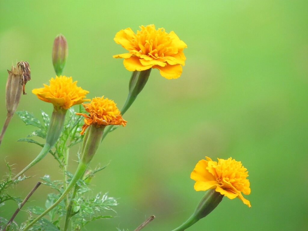 flowers, nature, flower background, flower wallpaper, beautiful flowers, yellow, carnations