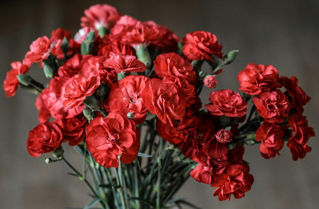 A stunning close-up of vibrant red carnations in full bloom.