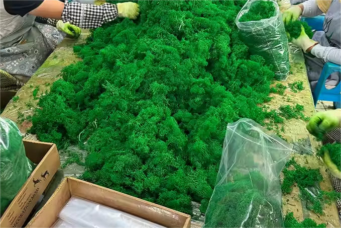 preserved moss manufacturer