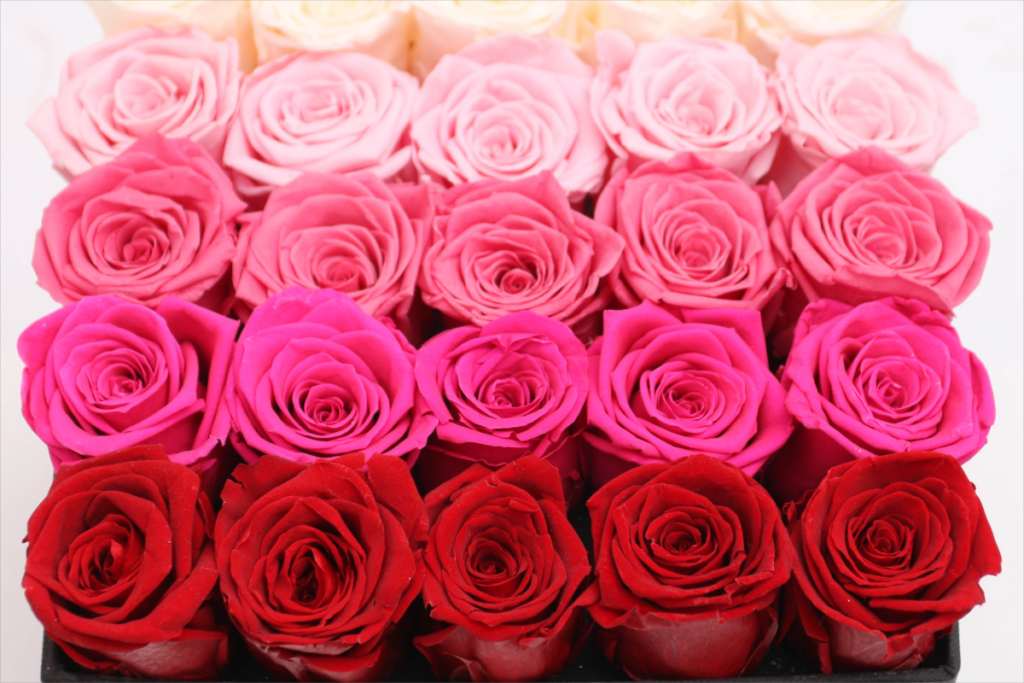 wholesale preserved roses